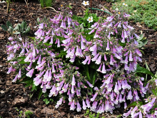 Penstemon hirsutus Pygmaeus (1226)