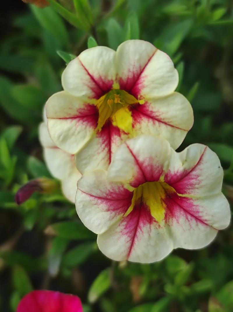 Каскадно калибрахое (4164)