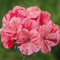Geranium F1 Horizon Divas   Raspberry Ripple (5003)
