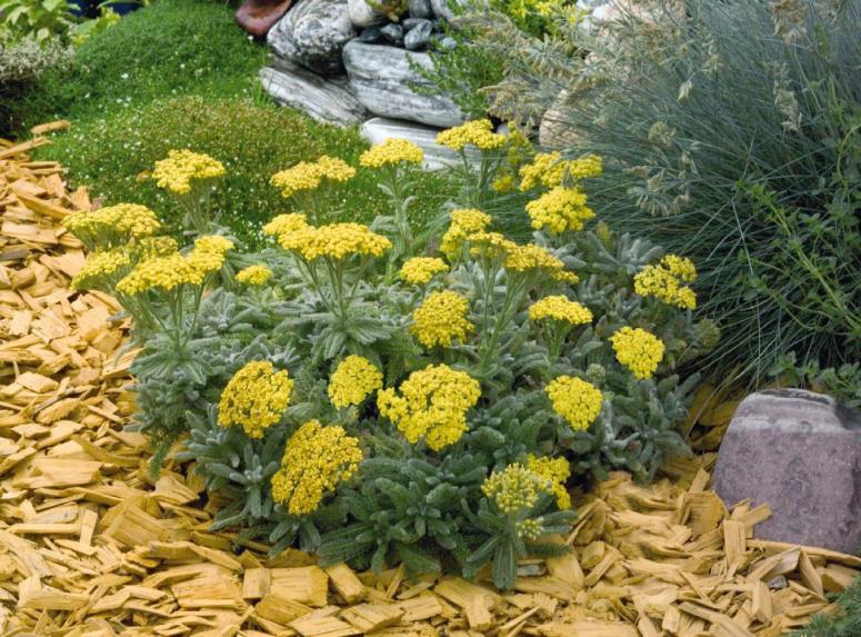 Achillea Tomentosa Goldie (1086)