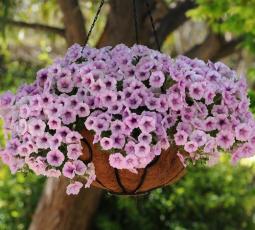 Petunia Shock Wave Pink Vein  F2 - АРОМАТНА !  (4005)