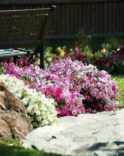 image Каскадни  и суперкаскадни петунии