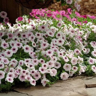 image_2 Petunia Shock Wave Pink Vein F2 - АРОМАТНА ! (4005)
