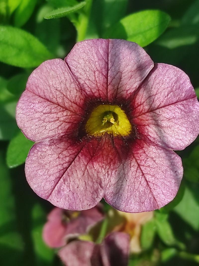 Каскадно калибрахое (4168)