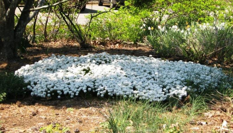 Iberis Sempervirens Snowflake (1122)