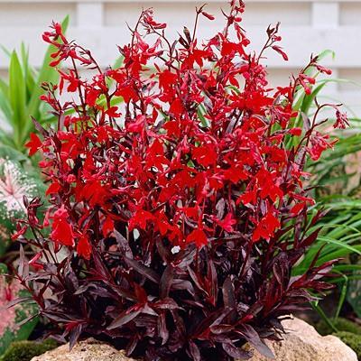 Lobelia starship Bronze Laf (1127)- лобелия градинска