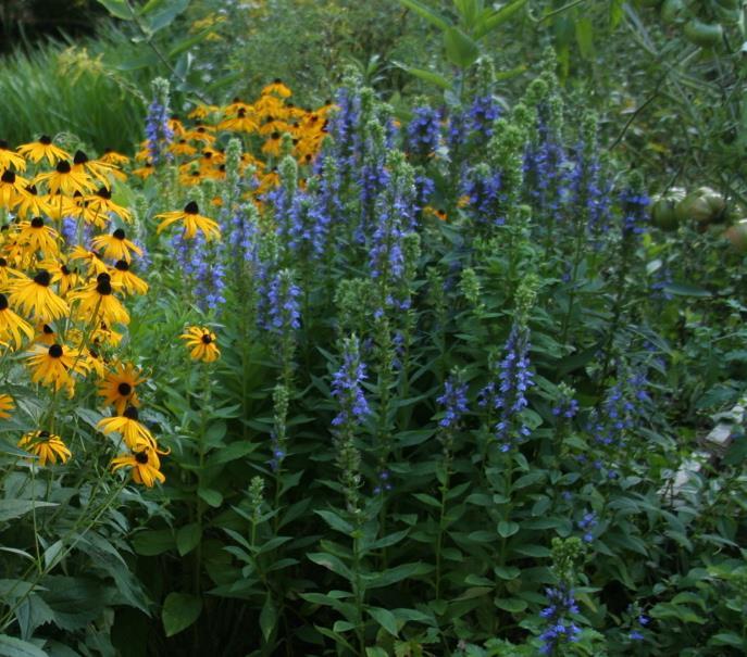 Lobelia Siphilitica Blue Selection (1128)