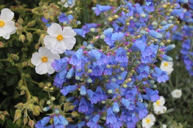 Penstemon Heterophyllus Electric Blue (1130)