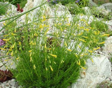 Penstemon Pinifolius Mersea Yellow (1133)