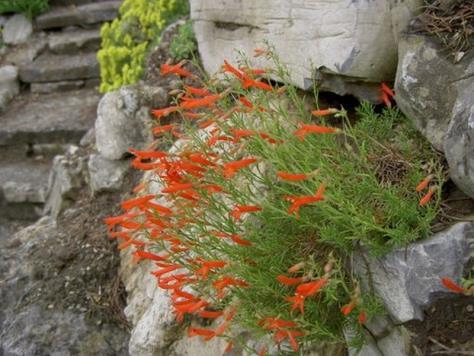 Рenstemon Pinifolius Red (1134)