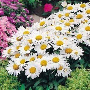 Leucanthemum White Knight (1050)