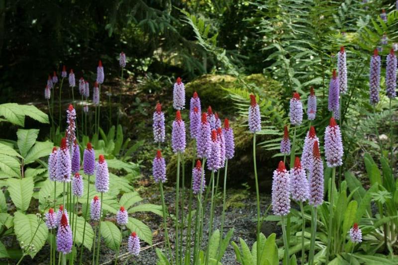 image_2 Primula Vialii (1142)