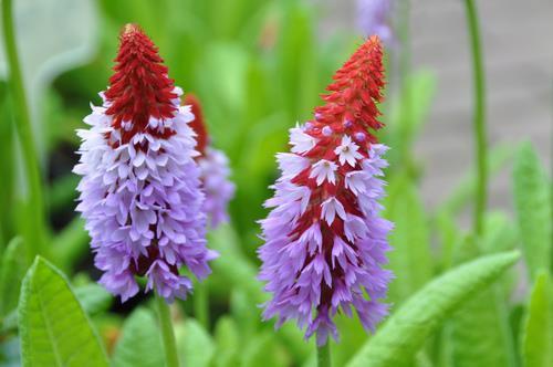 Primula Vialii (1142)