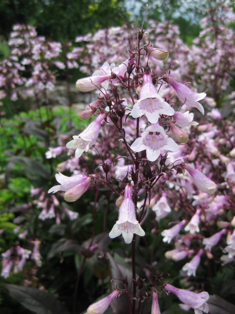 Penstemon Digitalis Mystica (1131)