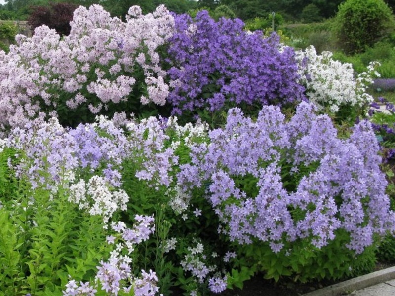 Campanula lactiflora new hybrids (1218)
