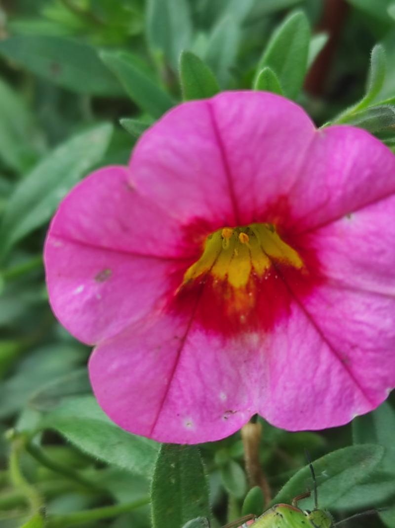 Каскадно калибрахое (4172)