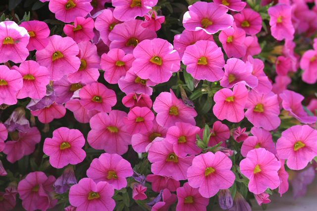 КАЛИБРАХОЕ КАСКАДНО DARK  Pink (4039)