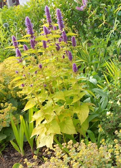 Agastache Rugosa Golden Jubilee (1088)