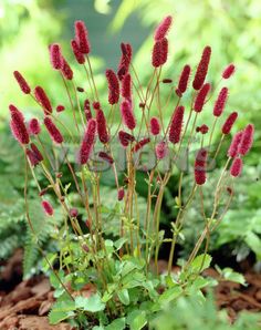 Sanguisorba menziesii (3028)