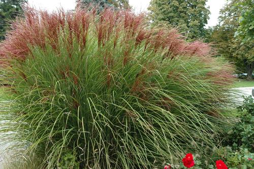 Miscanthus Sinensis "Gracillimus" (3026)