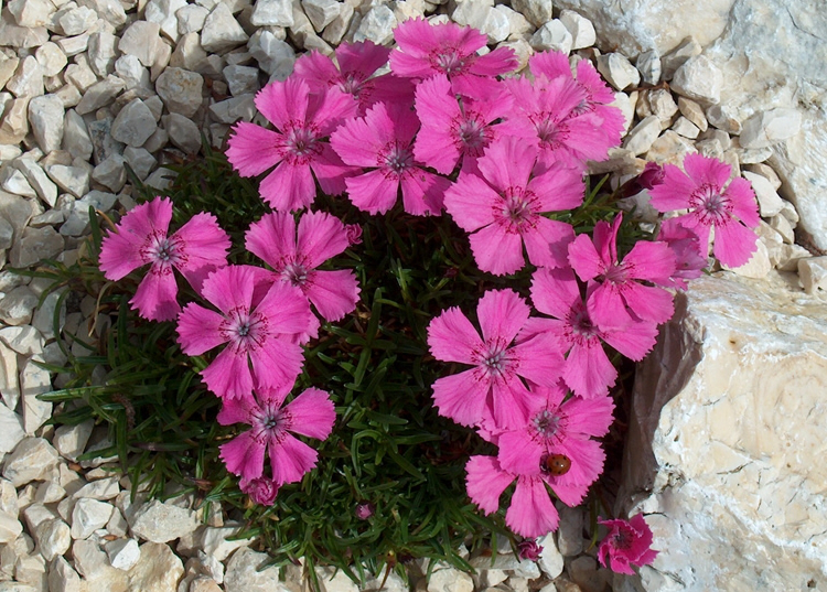Dianthus Alpinus -алпийско карамфилче (1185-1)