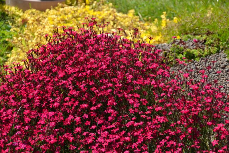 Dianthus deltoides brilliant -делтовиден карамфил  (1186)