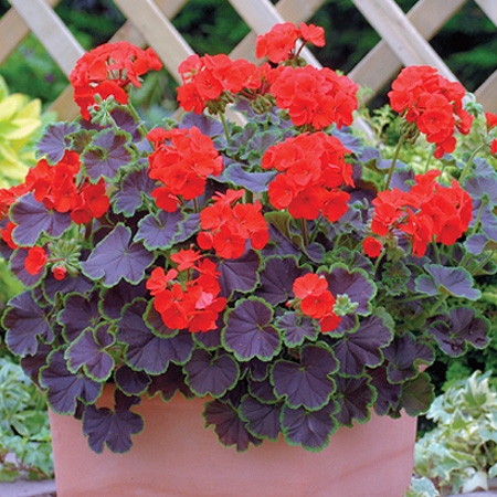 Мушкато с шоколадови листа-Geranium F1  Bullseye Scarlet -оранжево- червено (5002)