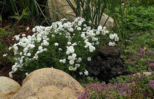 ACHILLEA ptarmica fl. pl. Noblessa -ахилея птармика,перлен равнец нисък (1212)