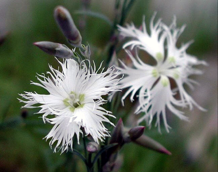 DIANTHUS arenarius - пясъчен карамфил (1223-1)