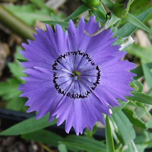 Dianthus amurensis -Siberian Blues (1188-1)