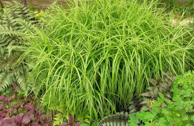 Carex muskingumensis (3027)