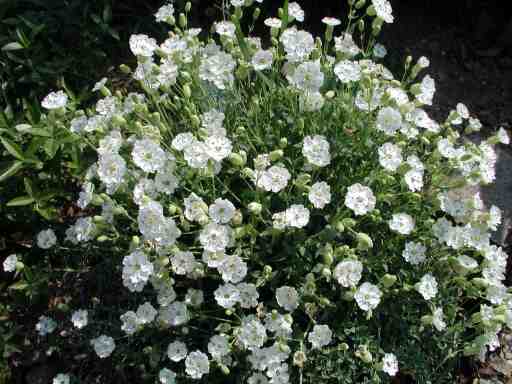 Silene uniflora Weisskehlchen /maritima/, силене, морско плюскавиче  (1193)