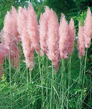 Cortaderia selloana Rosea-розова пампаска трева (3031)