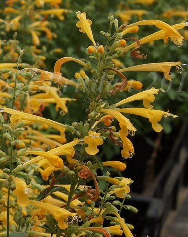 Agastache aurantiaca sunset yellow (1213)