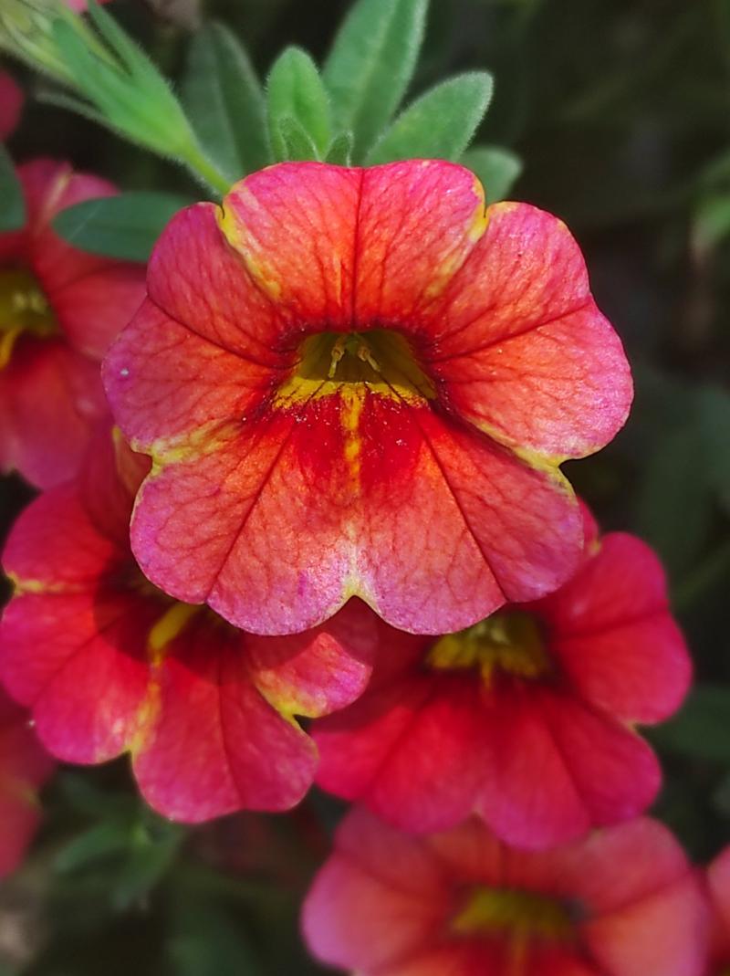 Каскадно калибрахое (4186)