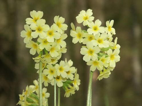 Primula elatior true wild form (1229)