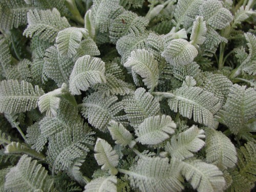  Tanacetum haradjanii -сребриста вратига (1210)