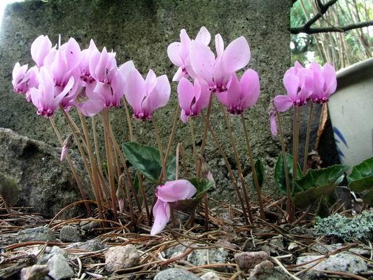 Cyclamen Hederifolium, бръшляновидна циклама (1021)