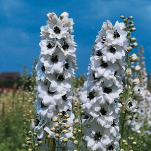 DELPHINIUM pacific hybrid percival premium (1222)