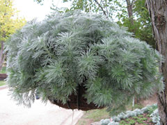 image_4 Artemisia schmidtiana Silver Mound- артемизия, пелин декоративен, кавказки пелин (1254)