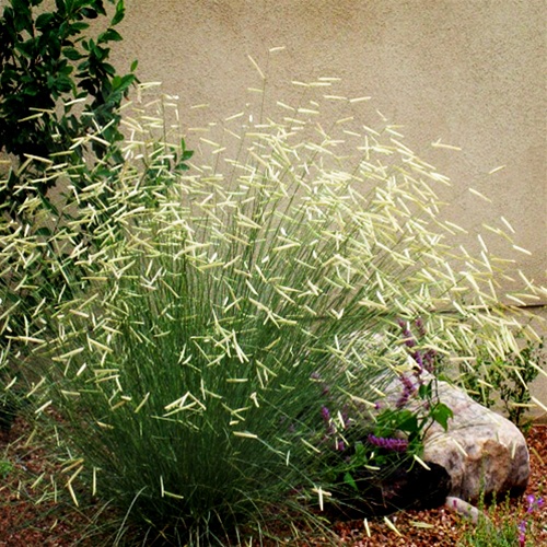 Bouteloua Gracilis (3012)