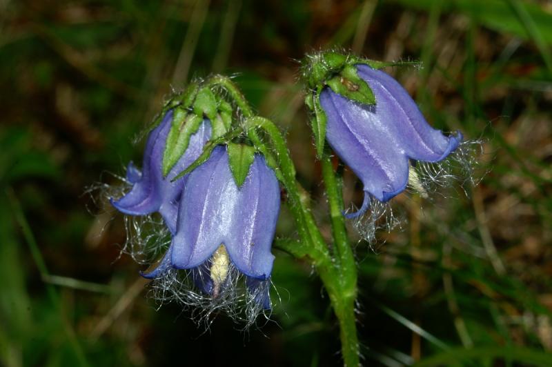 CAMPANULA barbata-брадата кампанула (1280)