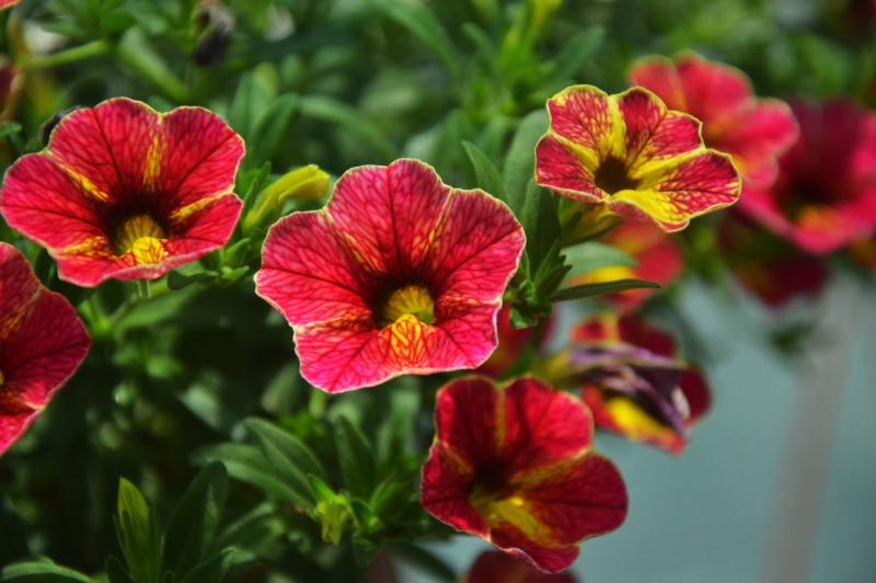 Каскадно калибрахое (4178)