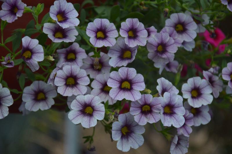 Каскадно калибрахое (4170)