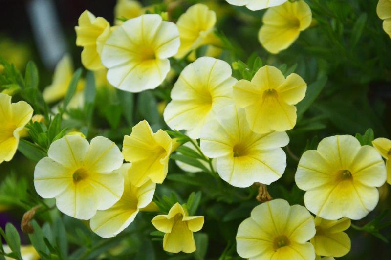 Каскадно калибрахое (4165)