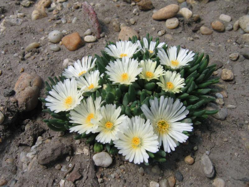 Delosperma congestum Album - бяла делосперма (1527)