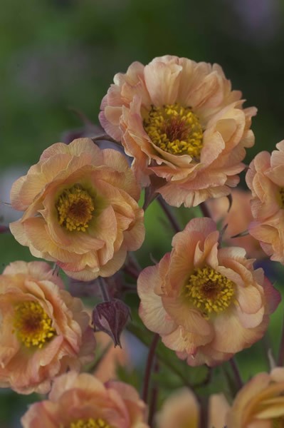 Geum Mai Tai - геум Май Тай, омайниче (1252)