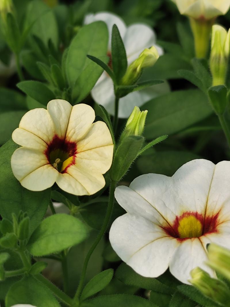 Каскадно калибрахое (4166)