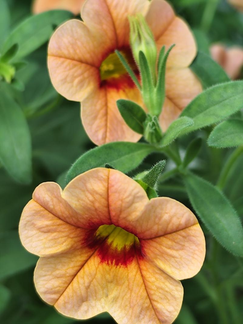 Каскадно калибрахое (4167)