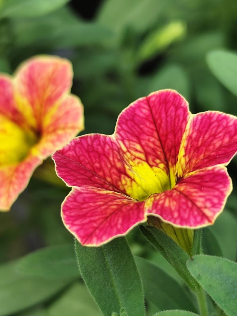 Каскадно калибрахое (4169)